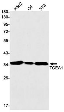 Western blot detection of TCEA1 in K562,C6,3T3 cell lysates using TCEA1 Rabbit mAb(1:1000 diluted).Predicted band size:34kDa.Observed band size:34kDa.