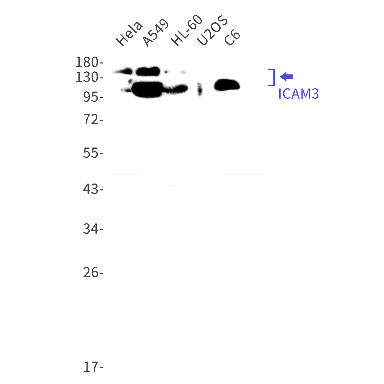 Western blot detection of ICAM3 in Hela,A549,HL-60,U2OS,C6 cell lysates using ICAM3 Rabbit mAb(1:1000 diluted).Predicted band size:60kDa.Observed band size:110-160kDa.