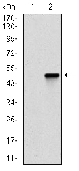 Western blot analysis using COTL1 mAb against HEK293 (1) and COTL1 (AA: 1-142)-hIgGFc transfected HEK293 (2) cell lysate.