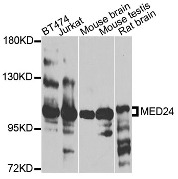 Western blot - MED24 Polyclonal Antibody 