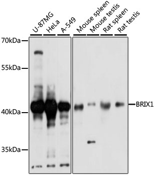 Western blot - BRIX1 Polyclonal Antibody 