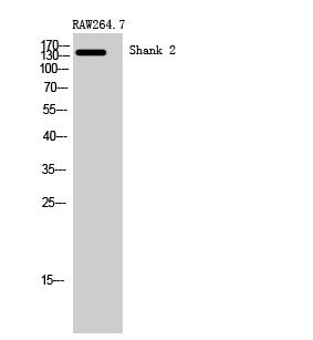 Fig1:; Western Blot analysis of RAW264.7 cells using Shank 2 Polyclonal Antibody
