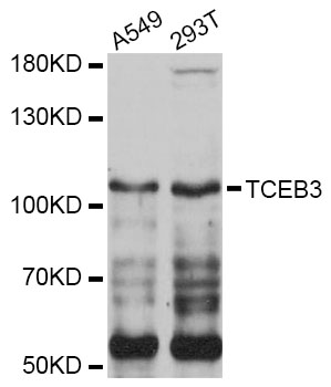 Western blot - TCEB3 Polyclonal Antibody 