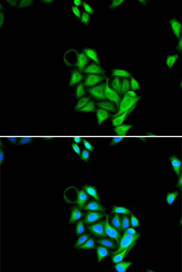 Immunofluorescence - JADE1 Polyclonal Antibody 