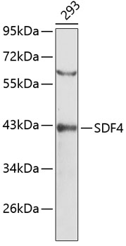 Western blot - SDF4 Polyclonal Antibody 