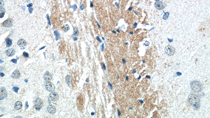 Immunohistochemistry of paraffin-embedded mouse brain tissue slide using Catalog No:113456(KIAA1486 Antibody) at dilution of 1:50 (under 40x lens)
