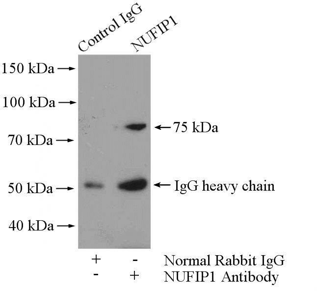 IP Result of anti-NUFIP1 (IP:Catalog No:113366, 4ug; Detection:Catalog No:113366 1:800) with HeLa cells lysate 1200ug.