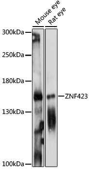 Western blot - ZNF423 Polyclonal Antibody 