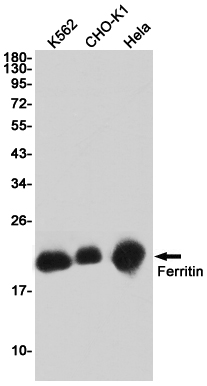 Western blot detection of Ferritin in K562,CHO-K1,Hela cell lysates using Ferritin Rabbit pAb(1:1000 diluted).Predicted band size:21KDa.Observed band size:21KDa.