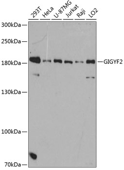 Western blot - GIGYF2 Polyclonal Antibody 