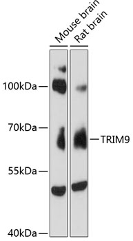 Western blot - TRIM9 Polyclonal Antibody 