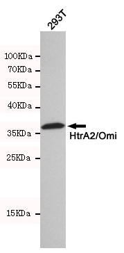 Western blot detection of HtrA2/Omi in 293T cell lysates using HtrA2/Omi mouse mAb(dilution 1:500).Predicted band size:49kDa.Observed band size:36kDa.