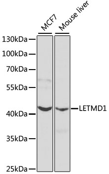 Western blot - LETMD1 Polyclonal Antibody 