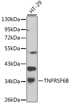 Western blot - TNFRSF6B Polyclonal Antibody 