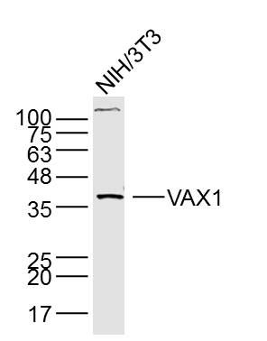 Fig3: Sample: NIH/3T3 Cell (Mouse) Lysate at 40 ug; Primary: Anti- VAX1 at 1/300 dilution; Secondary: IRDye800CW Goat Anti-Rabbit IgG at 1/20000 dilution; Predicted band size: 35 kD; Observed band size: 37 kD