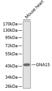 Western blot - GNA15 Polyclonal Antibody 
