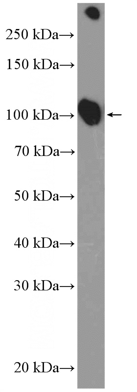 mouse heart tissue were subjected to SDS PAGE followed by western blot with Catalog No:117301(ATP1A1 Antibody) at dilution of 1:1000