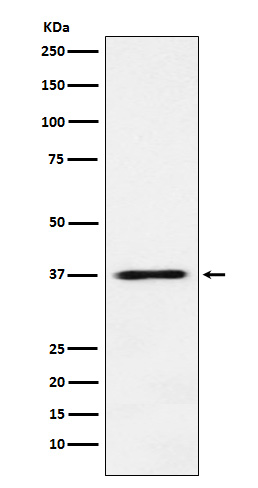 Western blot analysis of JAB1 expression in MCF7 cell lysate.