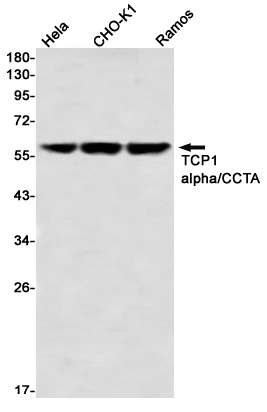 Western blot detection of TCP1 alpha/CCTA in Hela,CHO-K1,Ramos using TCP1 alpha/CCTA Rabbit mAb(1:1000 diluted)
