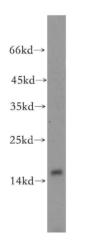 HeLa cells were subjected to SDS PAGE followed by western blot with Catalog No:112844(MRPS17 antibody) at dilution of 1:500