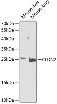Western blot - CLDN2 Polyclonal Antibody 