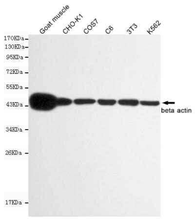 Western blot detection of beta actin in C6,3T3,COS7,CHO-k1,K562 and Goat muscle cell lysates using beta actin mouse mAb (1:10000 diluted).Predicted band size:45KDa.Observed band size:45KDa.
