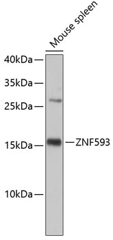 Western blot - ZNF593 Polyclonal Antibody 