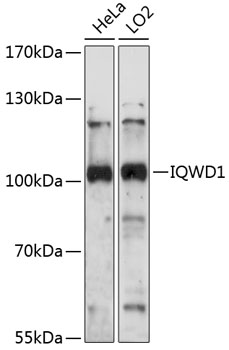 Western blot - IQWD1 Polyclonal Antibody 