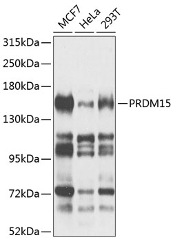 Western blot - PRDM15 Polyclonal Antibody 