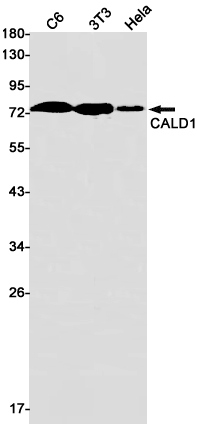 Western blot detection of CALD1 in C6,3T3,Hela cell lysates using CALD1 Rabbit pAb(1:1000 diluted).Predicted band size:93kDa.Observed band size:70-80kDa.