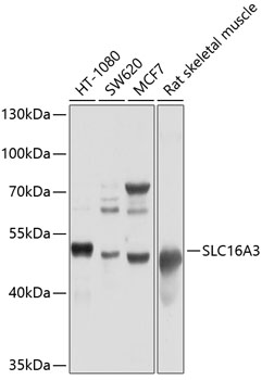 Western blot - SLC16A3 Polyclonal Antibody 