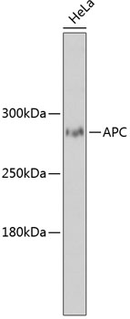 Western blot - APC Polyclonal Antibody 
