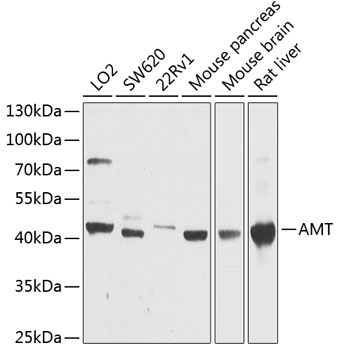 Western blot - AMT Polyclonal Antibody 