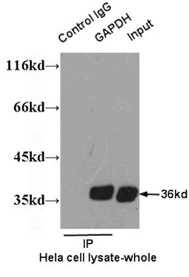 IP result of anti-GAPDH (Catalog No:117316 for IP and Detection) with HeLa cell lysate.