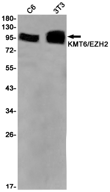 Western blot detection of KMT6/EZH2 in C6,3T3 cell lysates using KMT6/EZH2 Rabbit pAb(1:1000 diluted).Predicted band size:85kDa.Observed band size:98kDa.