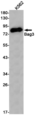 Western blot detection of Bag3 in K562 cell lysates using Bag3 Rabbit pAb(1:1000 diluted).Predicted band size:62kDa.Observed band size:80kDa.