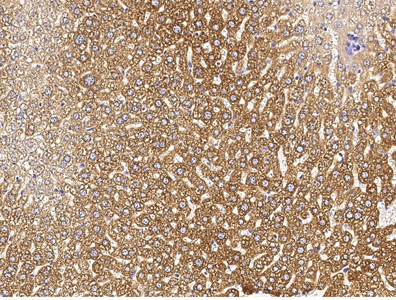 Mouse ALDH3A2 Immunohistochemistry(IHC) 15023