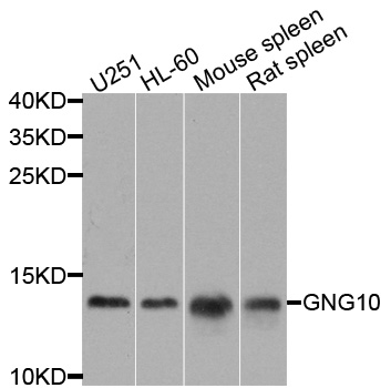 Western blot - GNG10 Polyclonal Antibody 