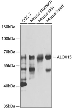 Western blot - ALOX15 Polyclonal Antibody 