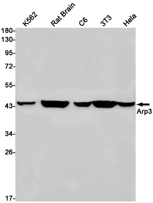 Western blot detection of Arp3 in K562,Rat Brain,C6,3T3,Hela cell lysates using Arp3 Rabbit pAb(1:1000 diluted).Predicted band size:47kDa.Observed band size:47kDa.