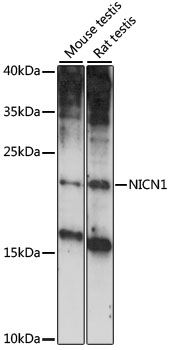 Western blot - NICN1 Polyclonal Antibody 