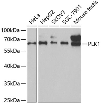 Western blot - PLK1 Polyclonal Antibody 