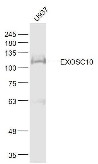 Fig1: Sample:; U937(Human) Cell Lysate at 30 ug; Primary: Anti- EXOSC10 at 1/1000 dilution; Secondary: IRDye800CW Goat Anti-Rabbit IgG at 1/20000 dilution; Predicted band size: 101 kD; Observed band size: 103 kD