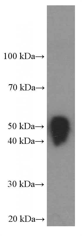 Flag tagged fusion protein (20ng/lane) was subjected to SDS-PAGE followed by western blot with HRP-66008 at dilution of 1:40000.