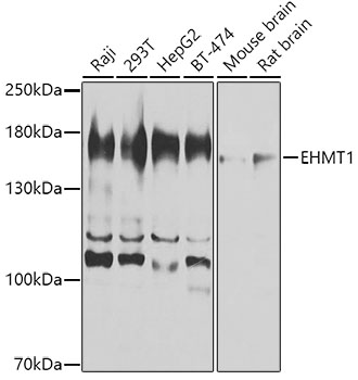 Western blot - EHMT1 Polyclonal Antibody 