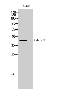 Fig1:; Western Blot analysis of K562 cells using Cdc50B Polyclonal Antibody