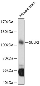 Western blot - SULF2 Polyclonal Antibody 