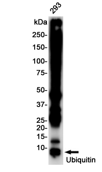 Western blot detection of Ubiquitin in 293 cell lysates using Ubiquitin Rabbit pAb(1:1000 diluted).Predicted band size:8KDa.Observed band size:8KDa.