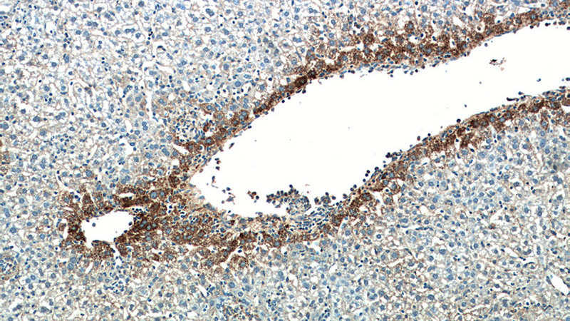 Immunohistochemical of paraffin-embedded mouse liver using Catalog No:109378(COL3A1 antibody) at dilution of 1:50 (under 10x lens)