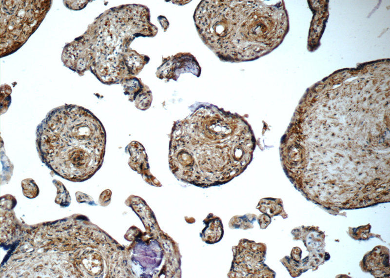 Immunohistochemistry of paraffin-embedded human placenta tissue slide using Catalog No:108175(ARSB Antibody) at dilution of 1:50 (under 10x lens)